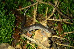 Plethodon wehrlei
