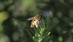 Helophilus latifrons