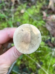 Validae
