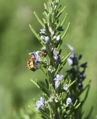 Helophilus latifrons