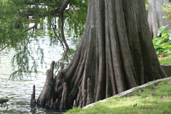 Taxodium distichum