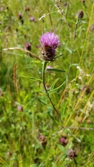 Centaurea nigra