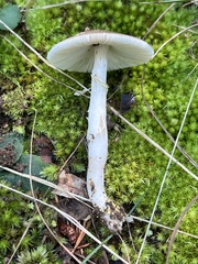 Validae