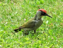 Picus viridis