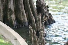 Taxodium distichum