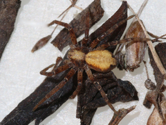 Philodromus cespitum