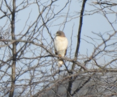 Rupornis magnirostris