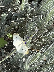 Pieris rapae