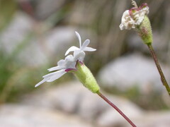 Heliosperma alpestre
