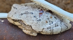 Hyla versicolor