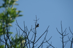 Archilochus colubris