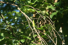 Anolis carolinensis