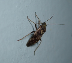 Miridae