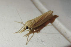 Ancylolomia