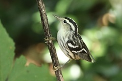 Mniotilta varia