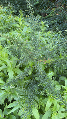 Lespedeza cuneata
