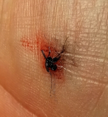 Pterygota
