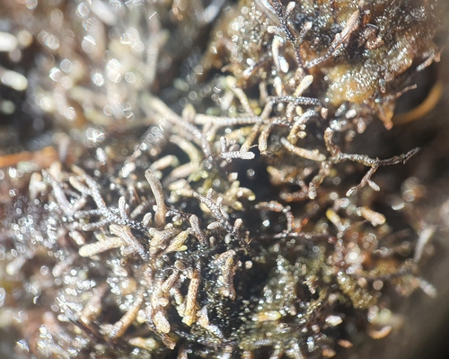 Image of Anthelia juratzkana by no rights reserved