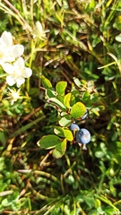 Vaccinium myrtillus