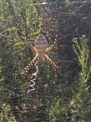 Argiope trifasciata