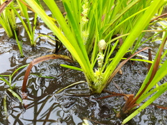 Sparganium emersum