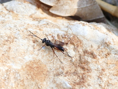 Agenioideus nubecula