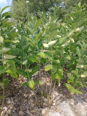 Asclepias