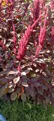 Amaranthus cruentus