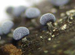 Physarum leucophaeum