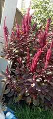 Amaranthus cruentus