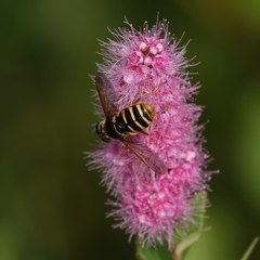 Sericomyia silentis