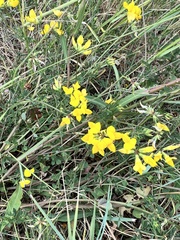 Lotus corniculatus