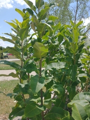 Asclepias