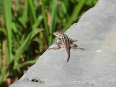 Sceloporus variabilis