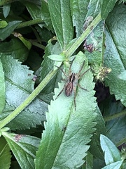 Tigrosa helluo