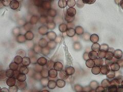 Physarum leucophaeum