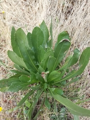 Grindelia integrifolia