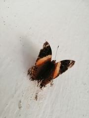 Hypanartia godmanii