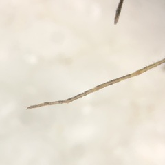 Aedes atropalpus