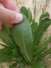 Grindelia integrifolia