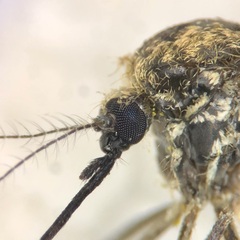 Aedes atropalpus