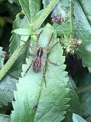 Tigrosa helluo