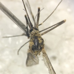 Aedes atropalpus