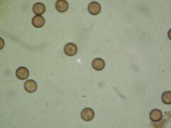 Physarum leucophaeum