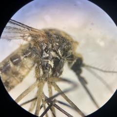 Aedes atropalpus