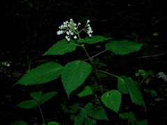 Ageratina roanensis