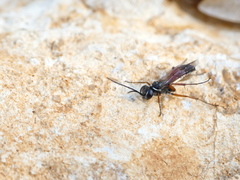 Agenioideus nubecula