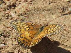 Euptoieta claudia