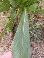 Grindelia integrifolia