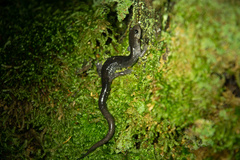 Plethodon wehrlei